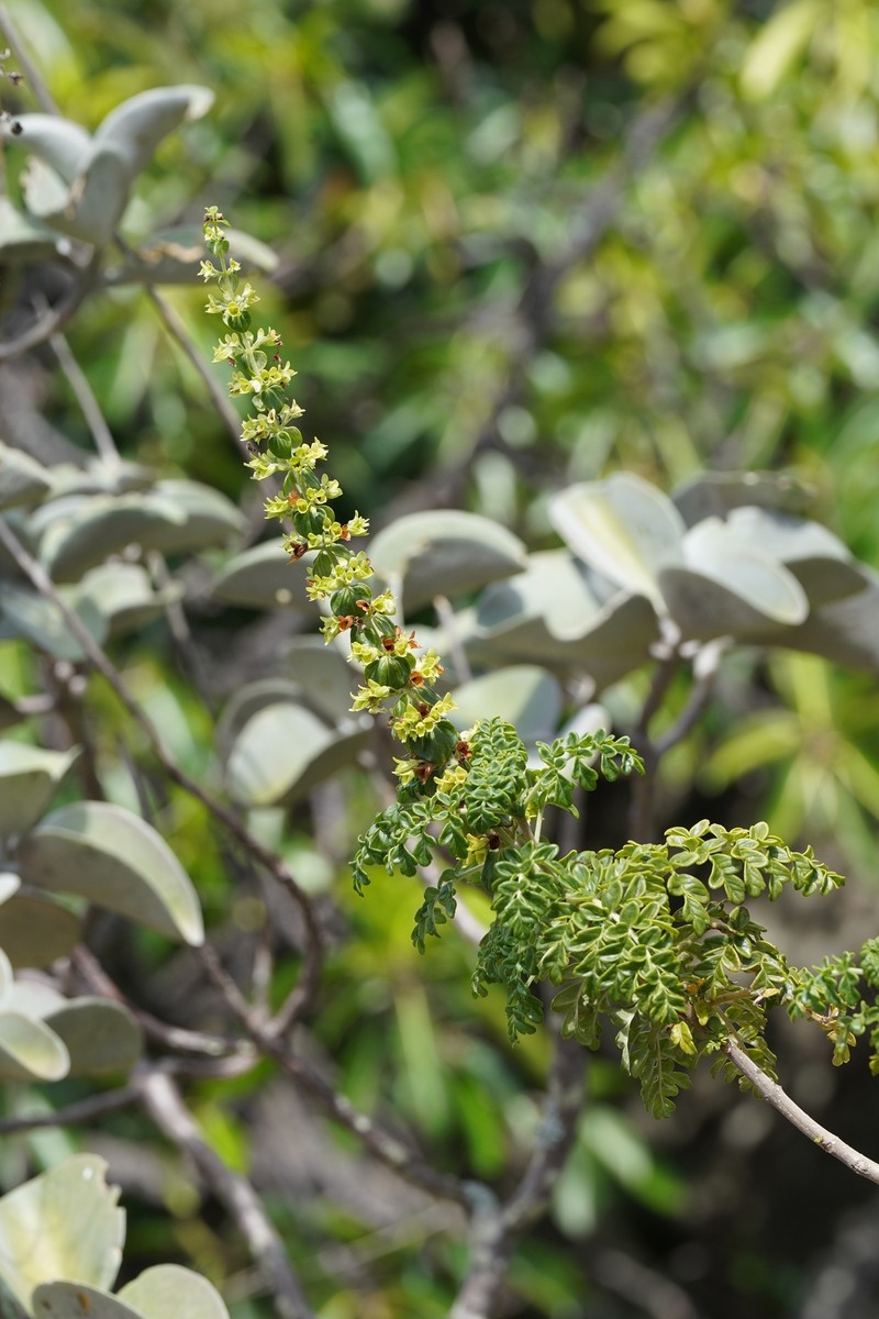 Capitanopsis oreophila photo 8