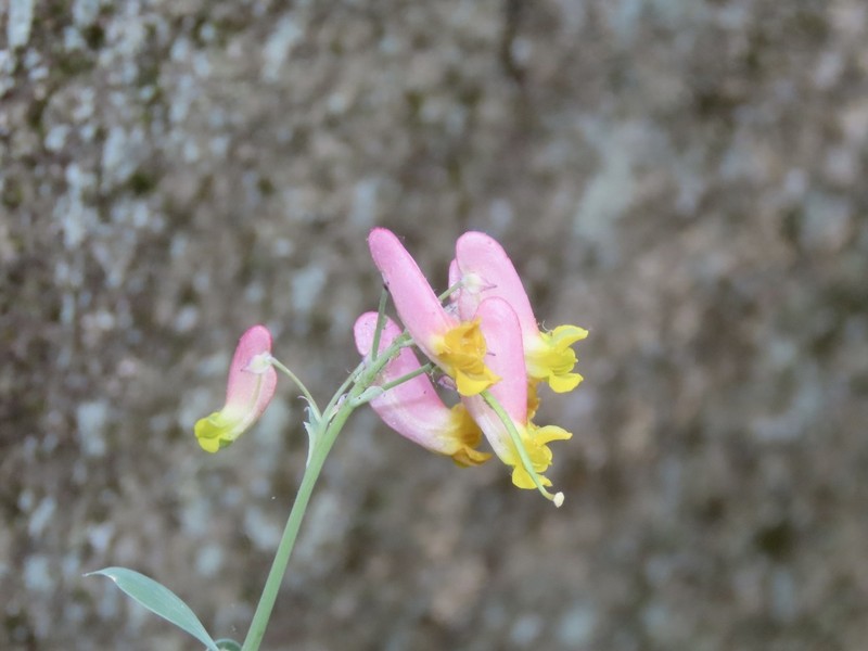 Rock Harlequin photo 8
