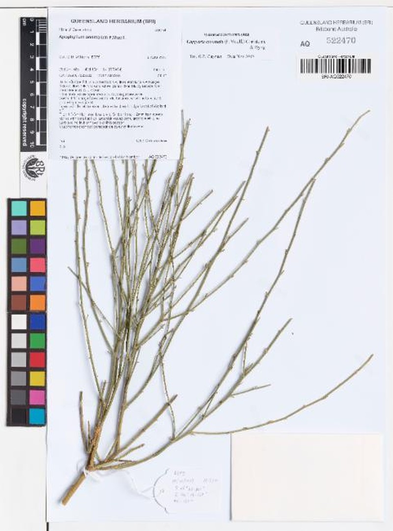 Capparis anomala