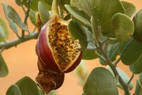 Capparis cartilaginea