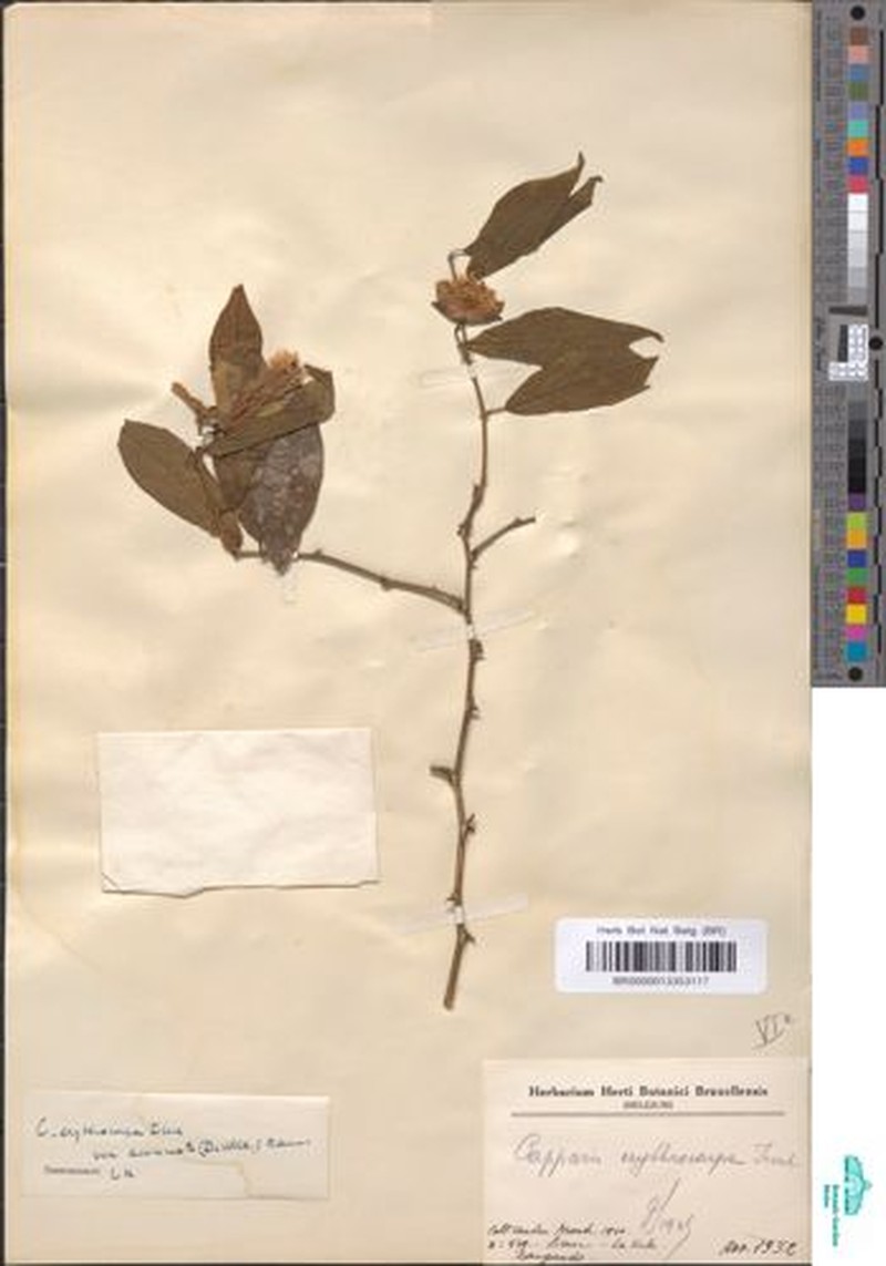 Capparis erythrocarpos var. acuminata