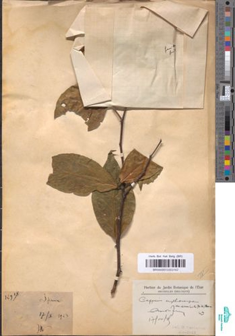 Capparis erythrocarpos var. acuminata photo 2