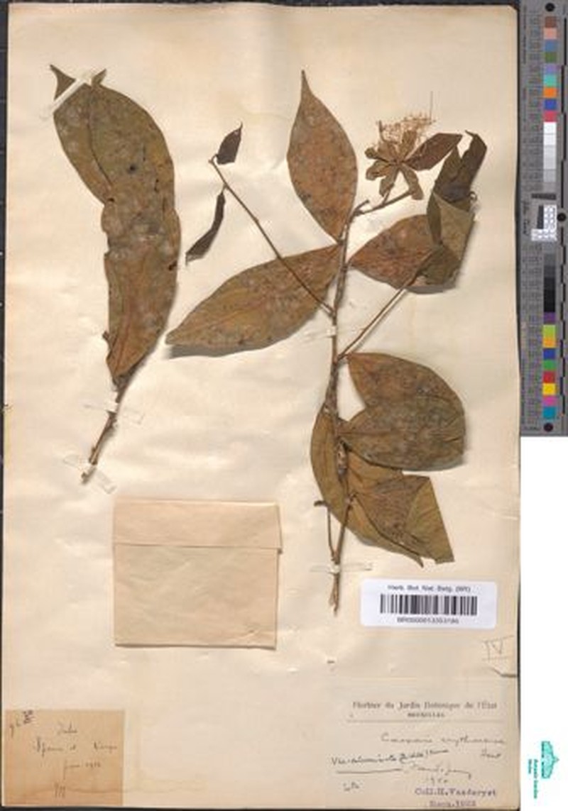 Capparis erythrocarpos var. acuminata photo 3