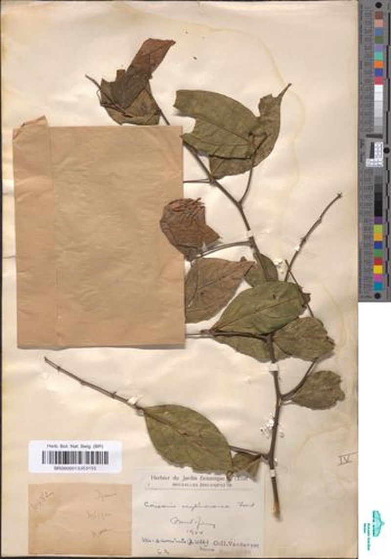 Capparis erythrocarpos var. acuminata photo 4