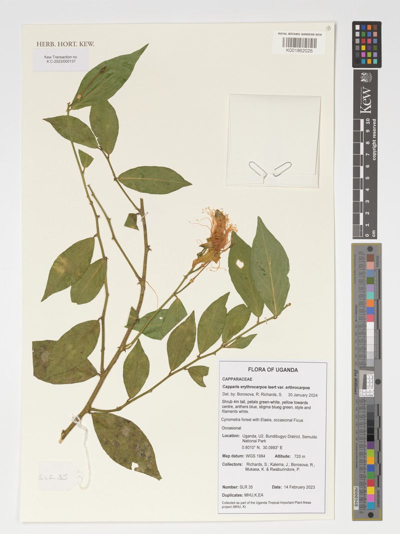 Capparis erythrocarpos var. erythrocarpos