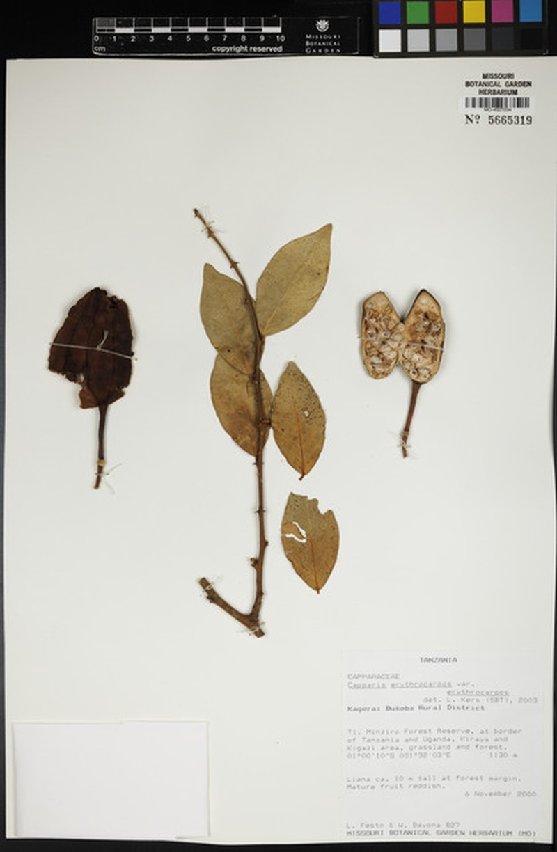 Capparis erythrocarpos var. erythrocarpos photo 2