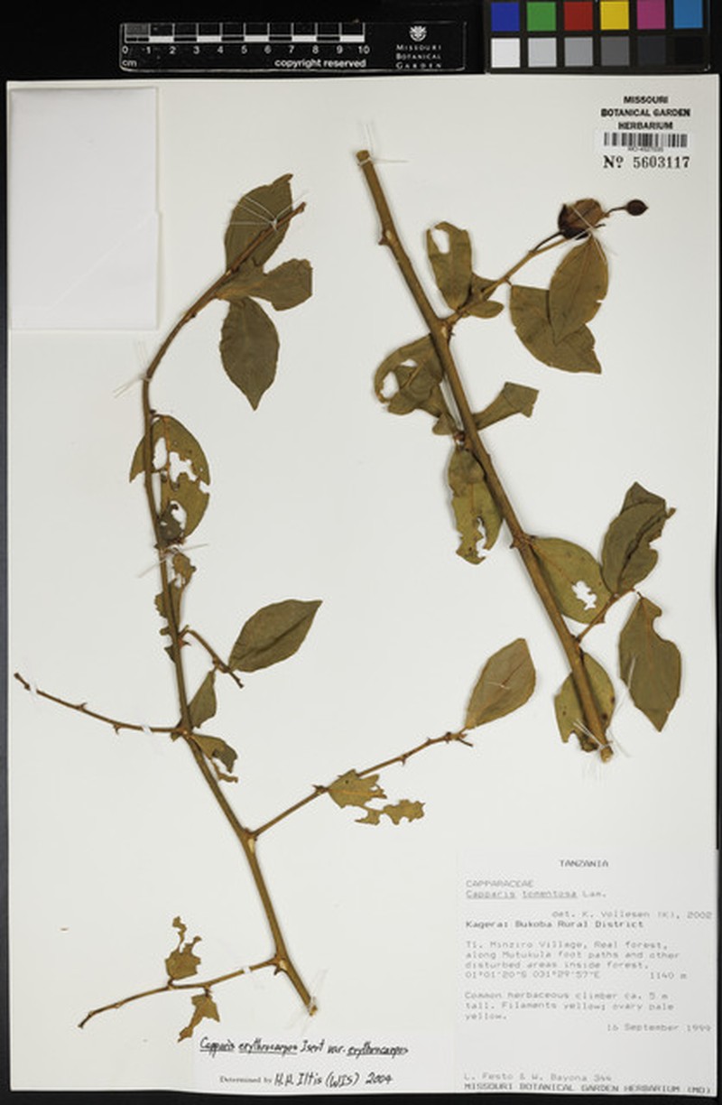 Capparis erythrocarpos var. erythrocarpos photo 3