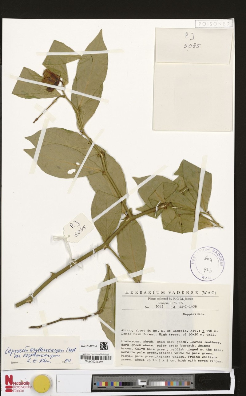 Capparis erythrocarpos var. erythrocarpos photo 4