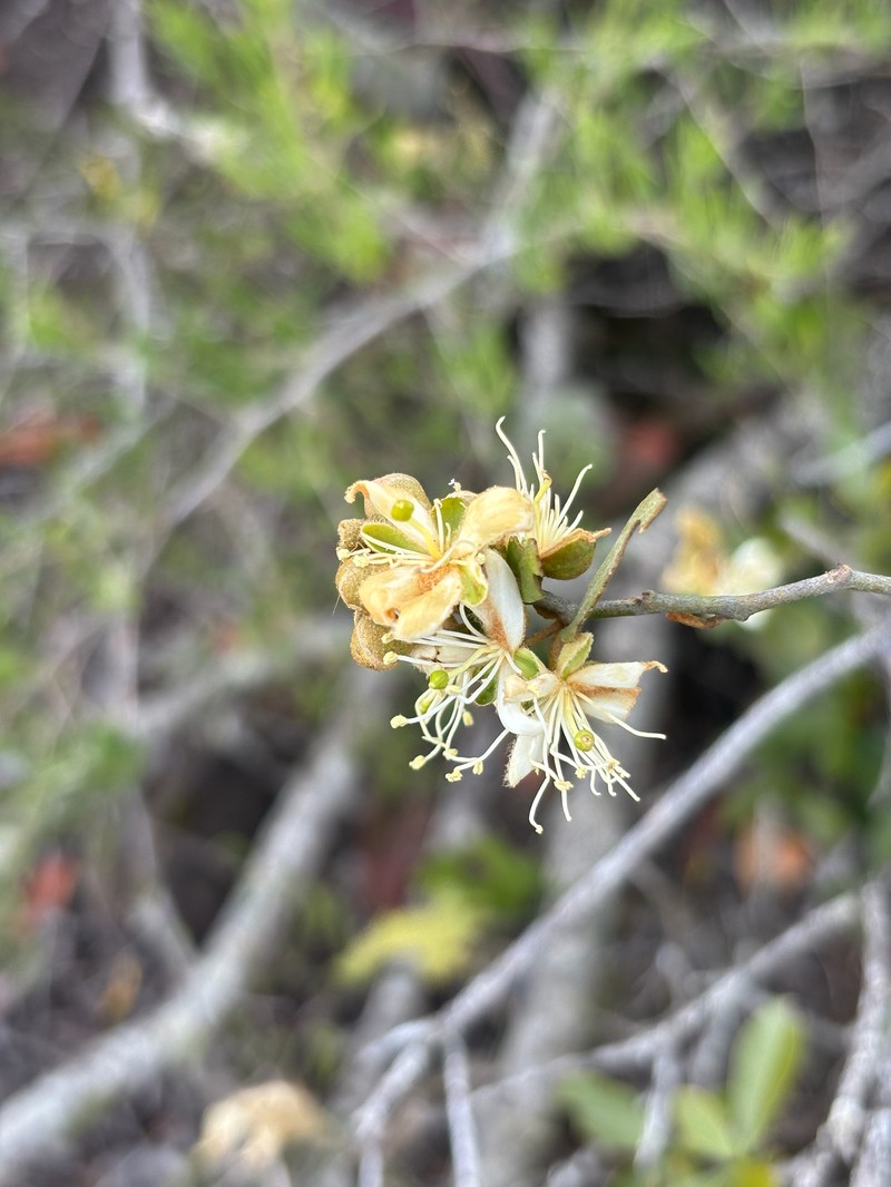 Capparis fascicularis var. fascicularis