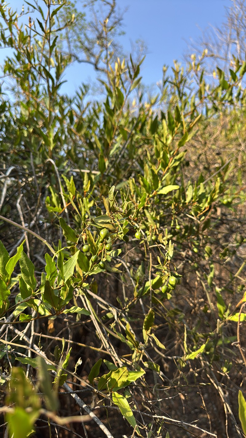 Capparis fascicularis var. fascicularis photo 2