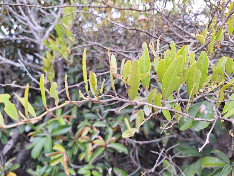 Capparis fascicularis var. fascicularis photo 3
