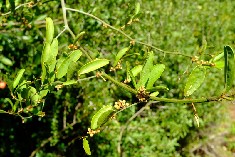 Capparis fascicularis var. fascicularis photo 4