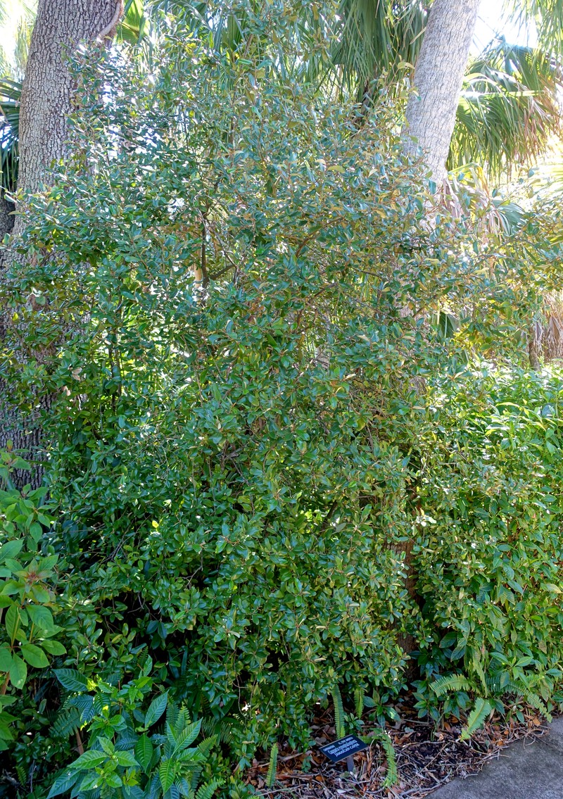 Capparis florida