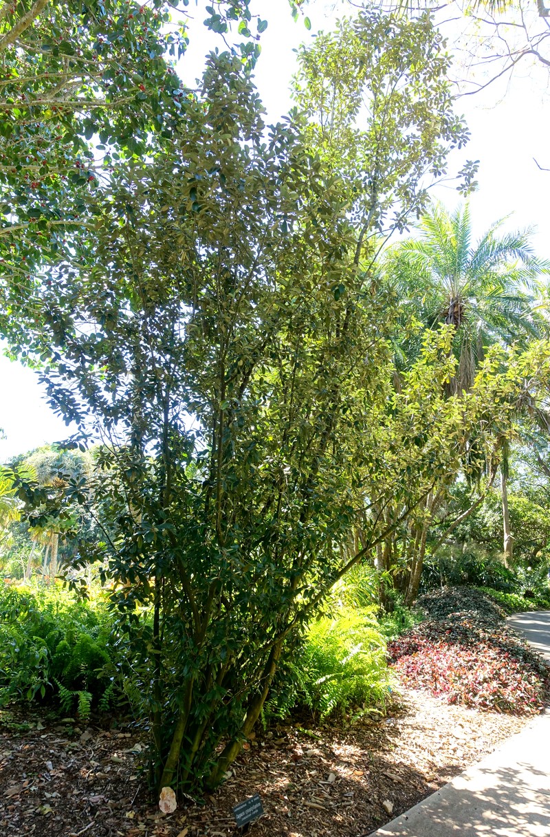 Capparis florida photo 2