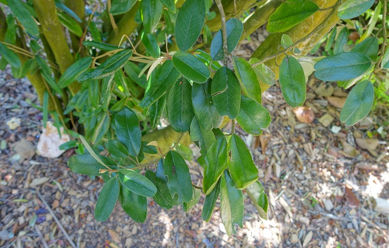 Capparis florida photo 3