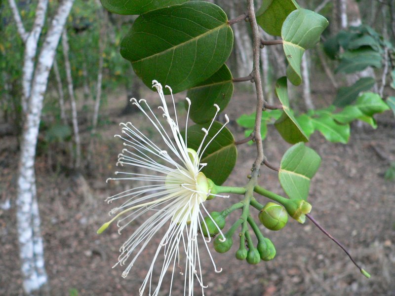 Broadleaf Caper photo 2