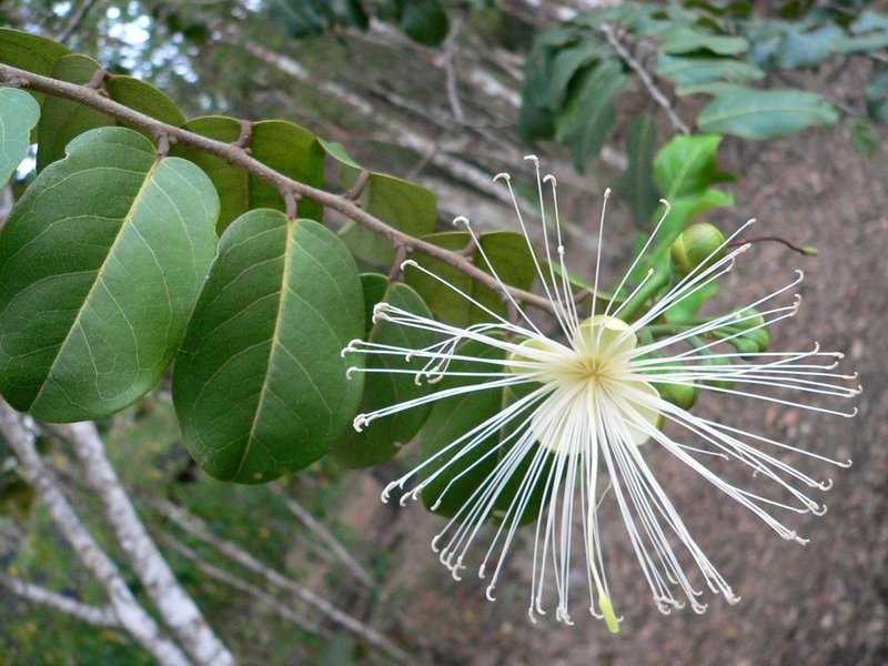Broadleaf Caper photo 3