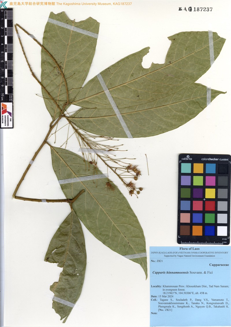 Capparis hinnamnoensis photo 2