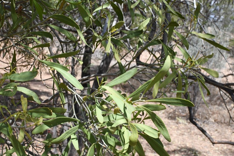 Capparis loranthifolia var. loranthifolia
