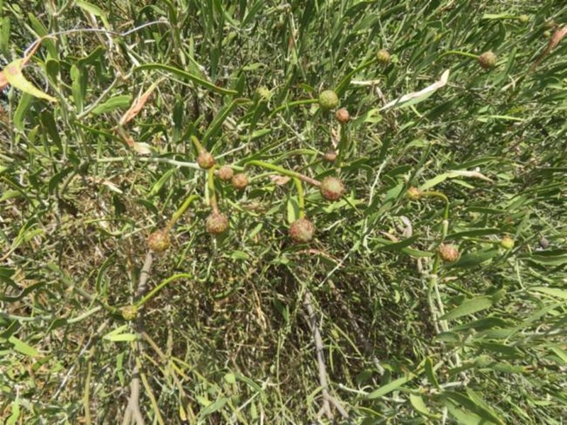 Capparis loranthifolia var. loranthifolia photo 2