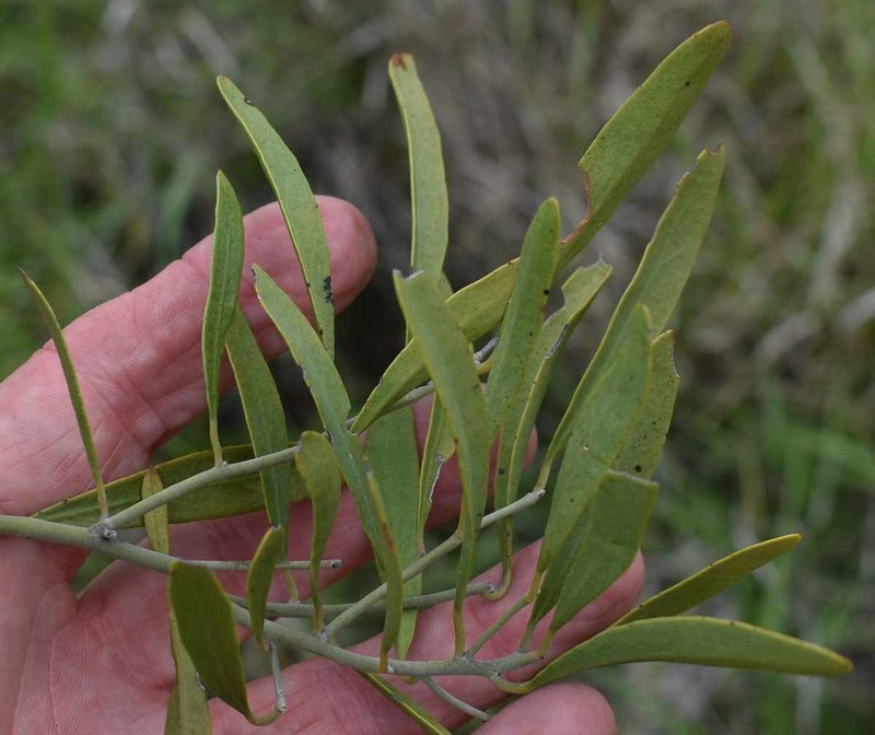 Capparis loranthifolia var. loranthifolia photo 3