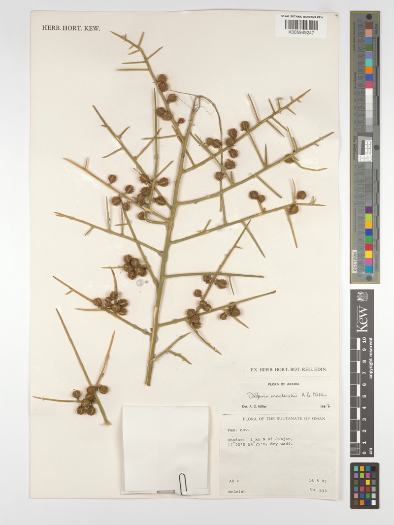 Capparis macleishii