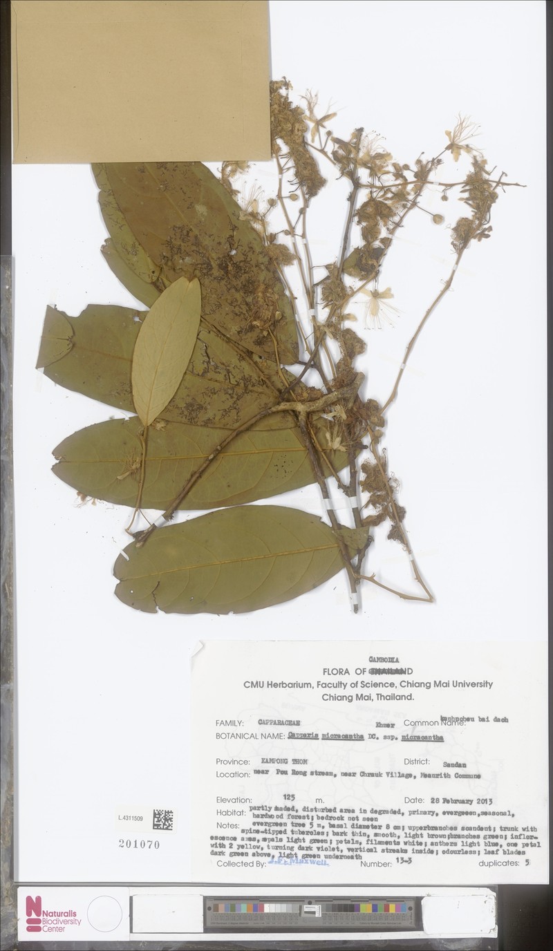 Capparis micracantha subsp. micracantha