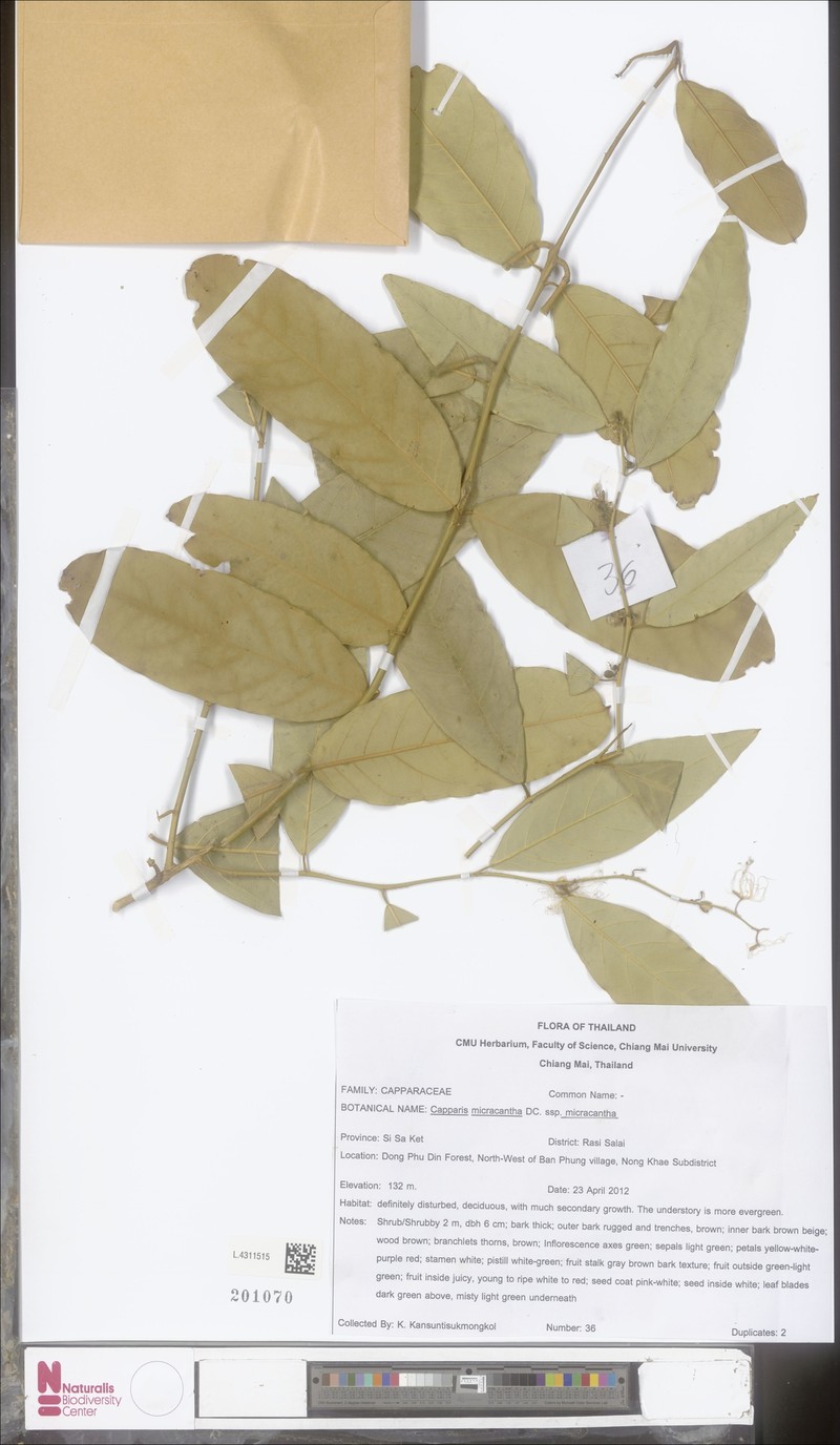 Capparis micracantha subsp. micracantha photo 2