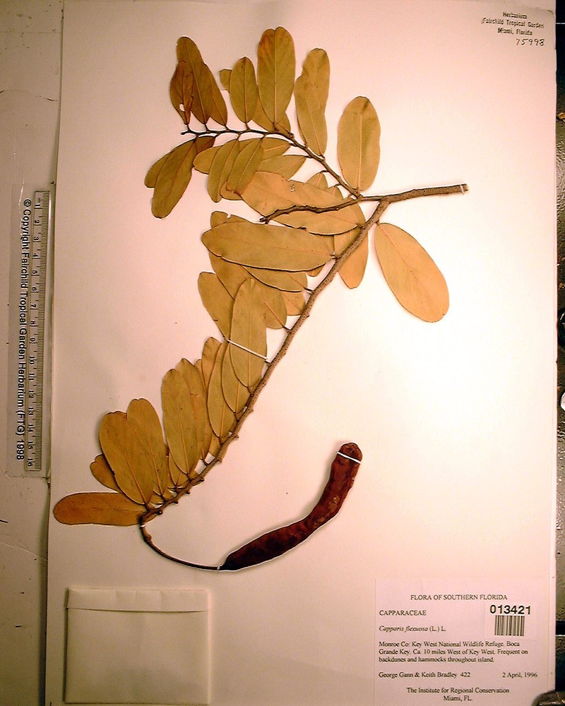 Capparis micracantha subsp. micracantha photo 4