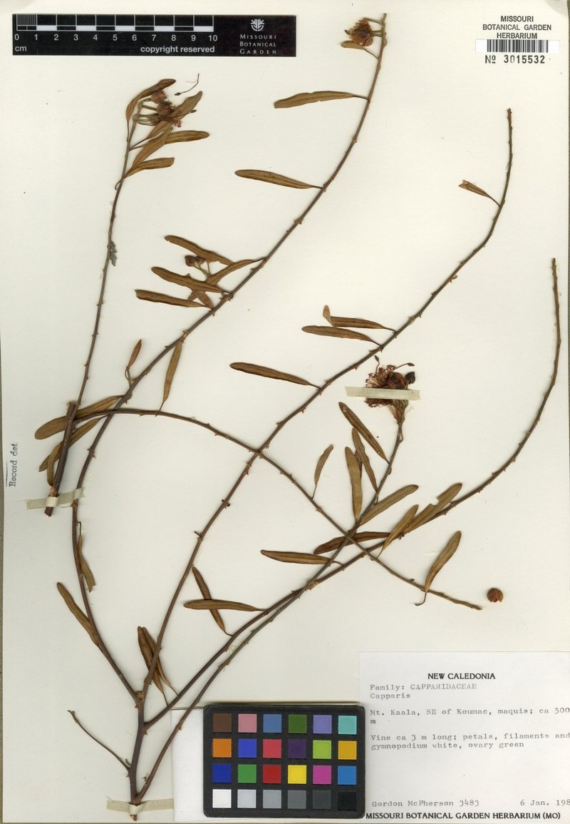 Capparis parvifolia
