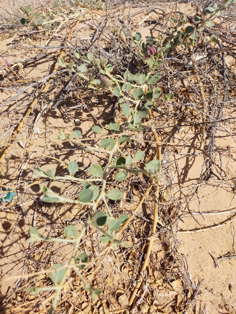 Capparis ramonensis photo 2