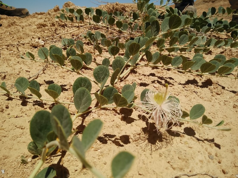 Capparis ramonensis photo 4