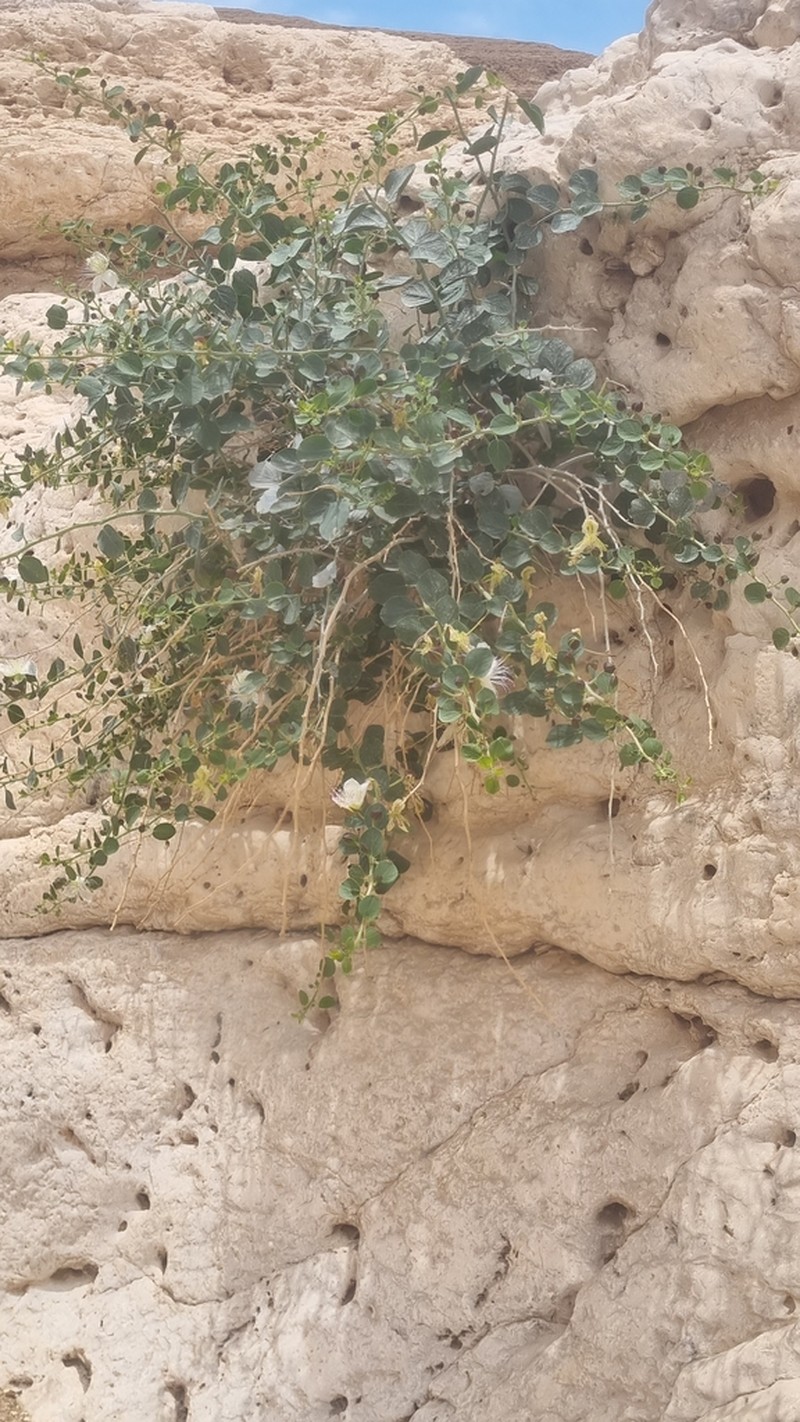 Capparis ramonensis photo 5