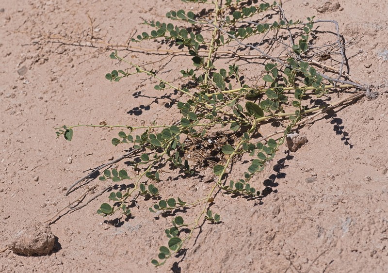Capparis ramonensis photo 7