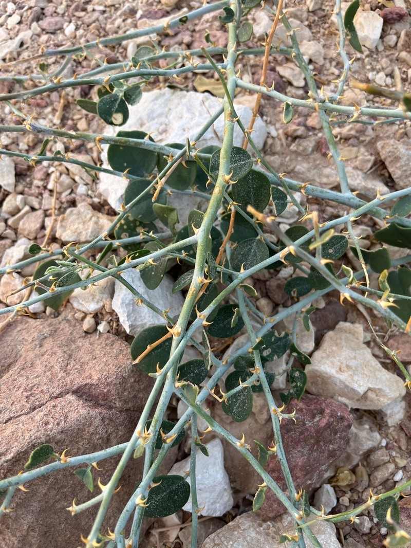 Capparis ramonensis photo 8