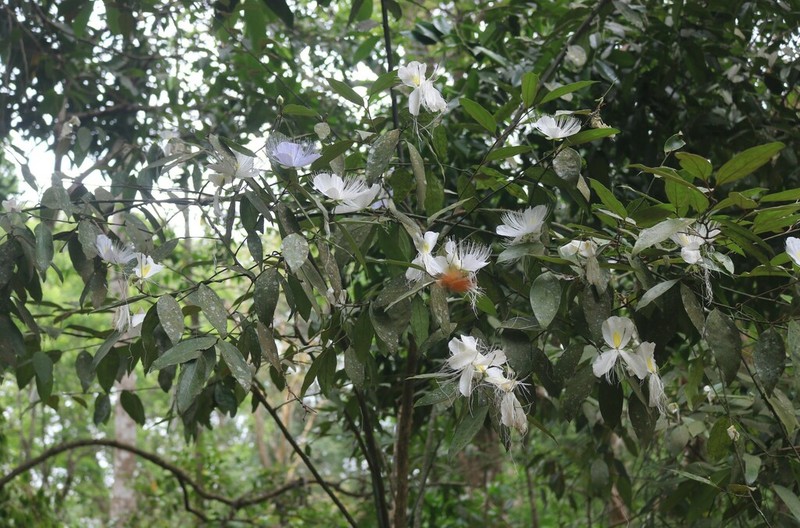 Caper photo 4