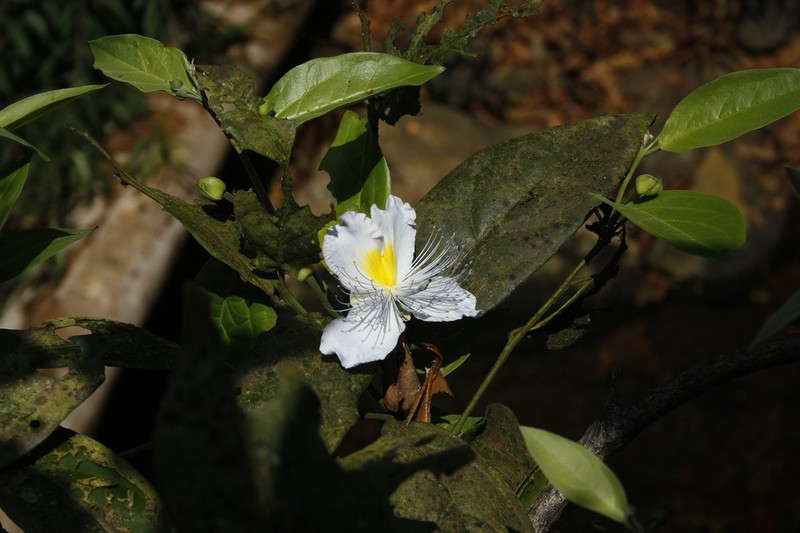 Caper photo 6