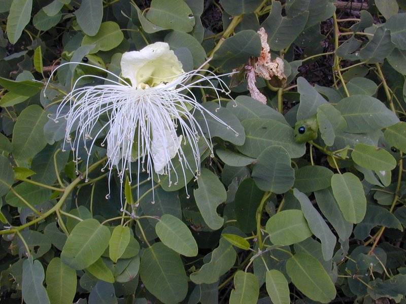 Native Caper