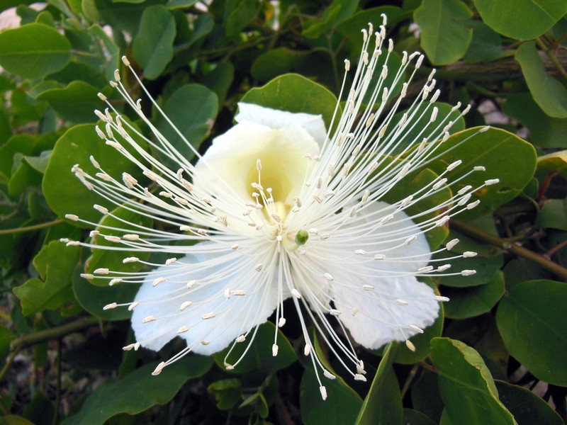 Native Caper photo 2