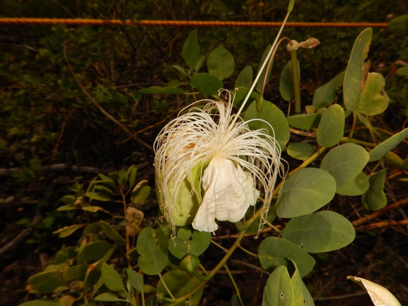 Native Caper photo 3