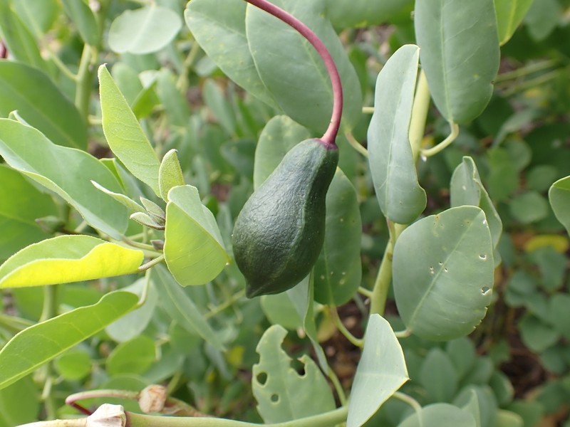 Native Caper photo 4