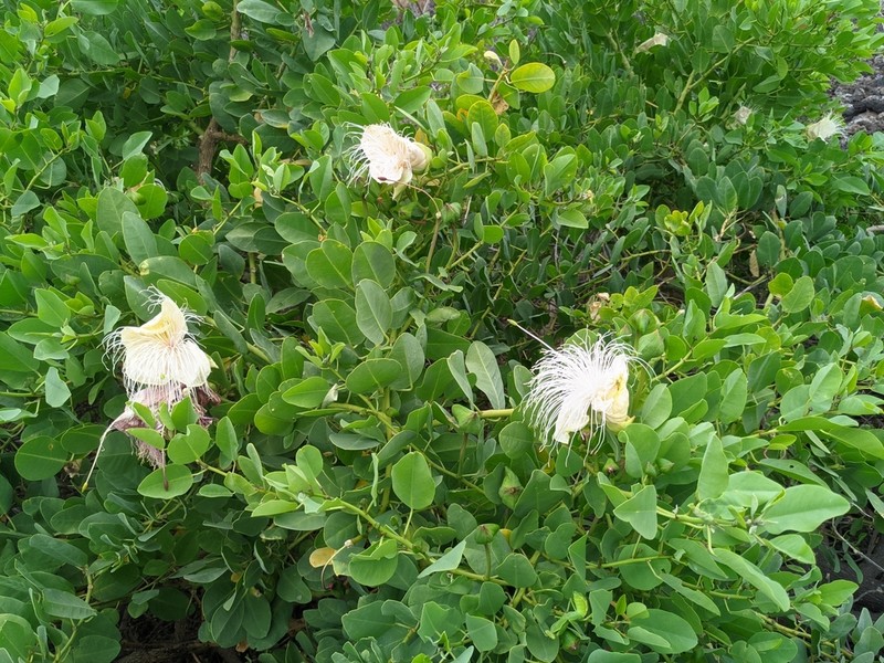 Native Caper photo 5
