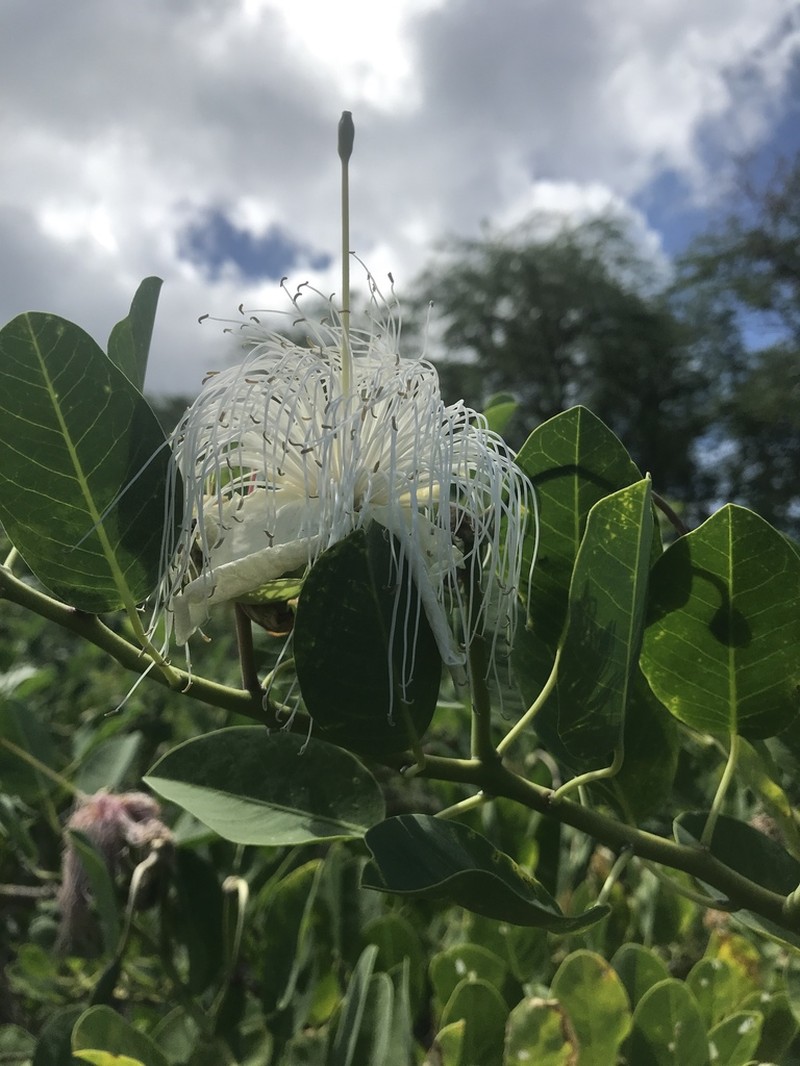 Native Caper photo 6