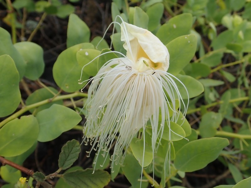 Native Caper photo 7