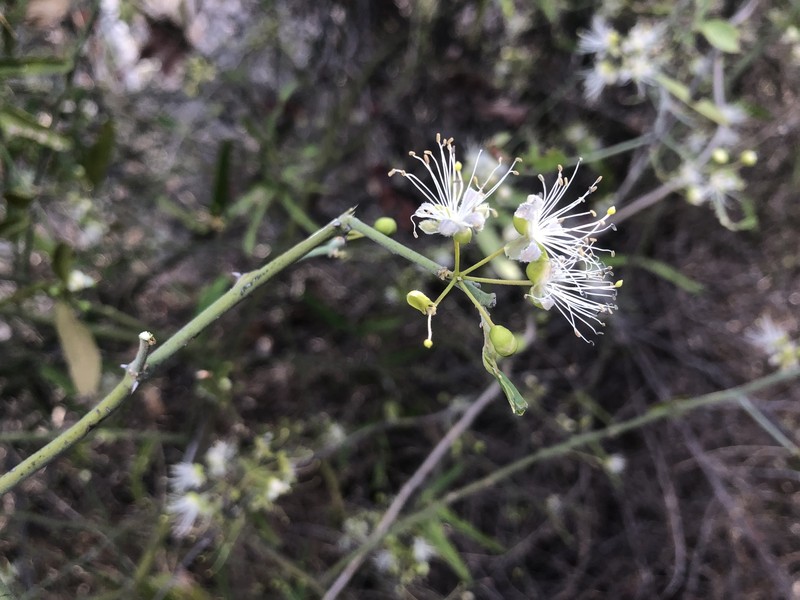 Capparis sepiaria var. sepiaria