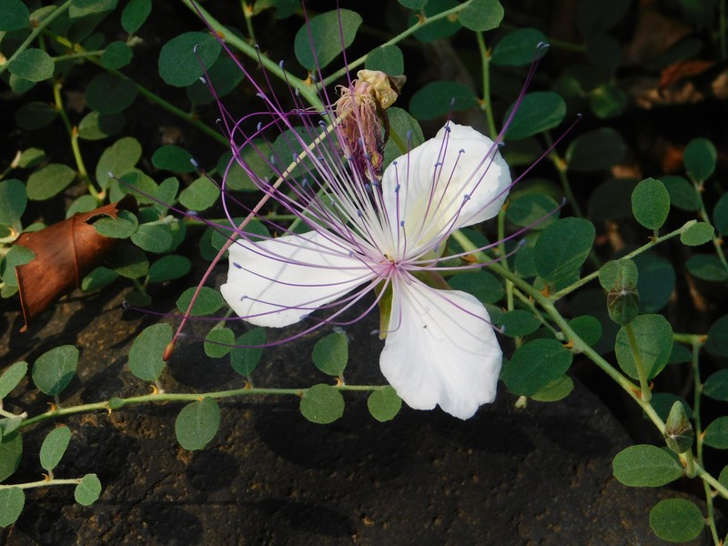 Capparis spinosa subsp. parviflora
