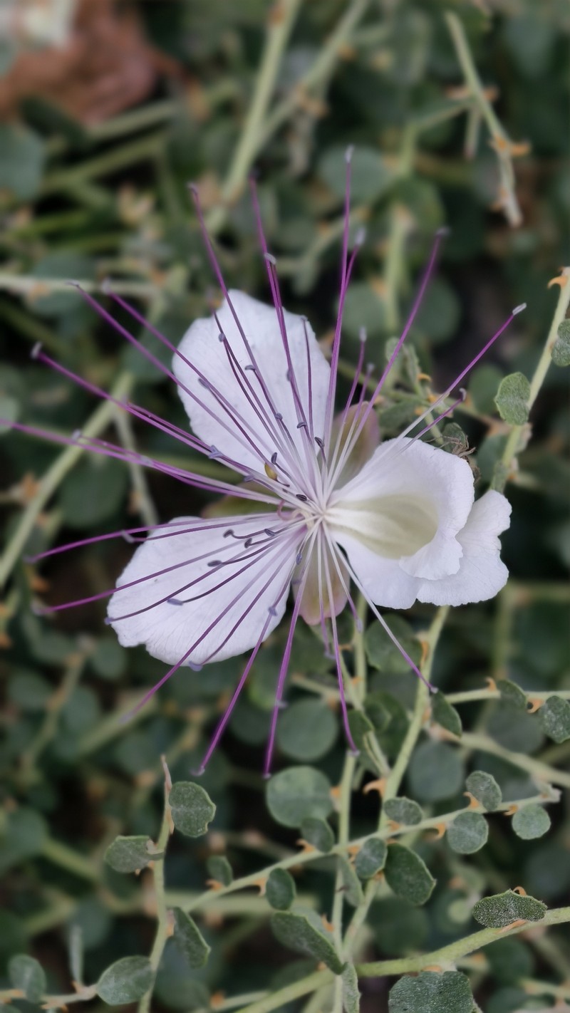 Capparis spinosa subsp. parviflora photo 2
