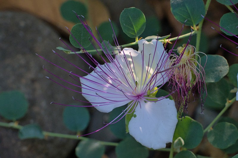 Capparis spinosa subsp. parviflora photo 3