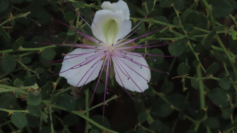 Capparis spinosa subsp. parviflora photo 4