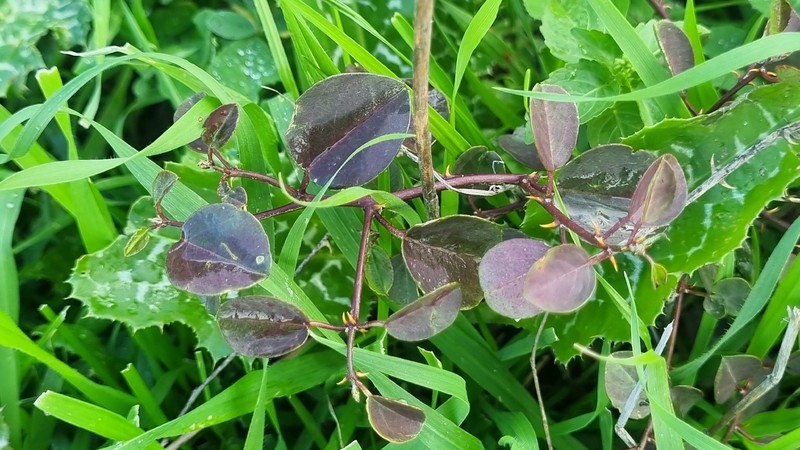Capparis spinosa subsp. spinosa
